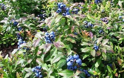 La Bleuetière coopérative de Saint-Augustin : un exemple inspirant d’intégration profitable d’une démarche de développement durable en entreprise