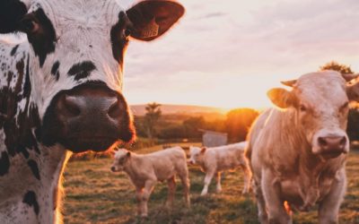 Une industrie consciente de son impact environnemental 